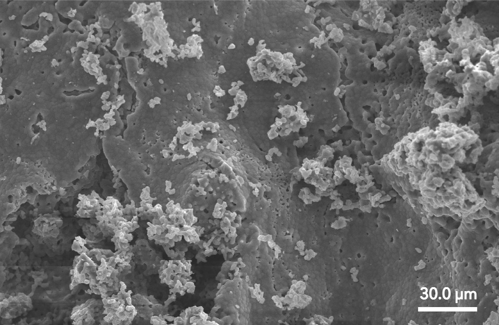 Bone graft with micro-sized surface features at 500X magnification.
