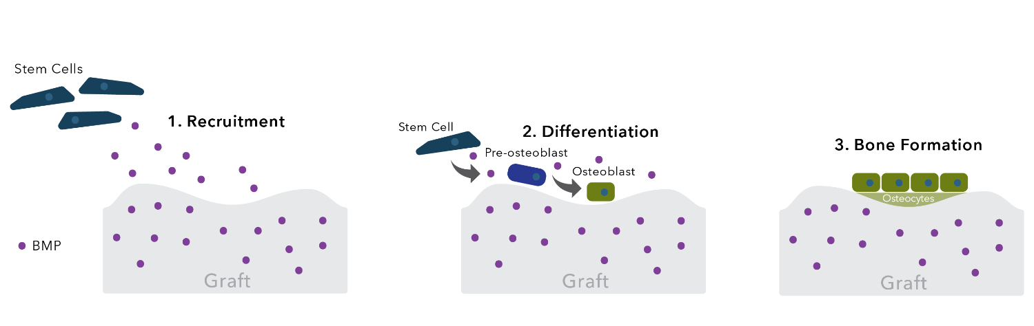 Bioactivity mechanism for a growth factor product based on bone morphogenetic protein, one of the active types of bone grafts.