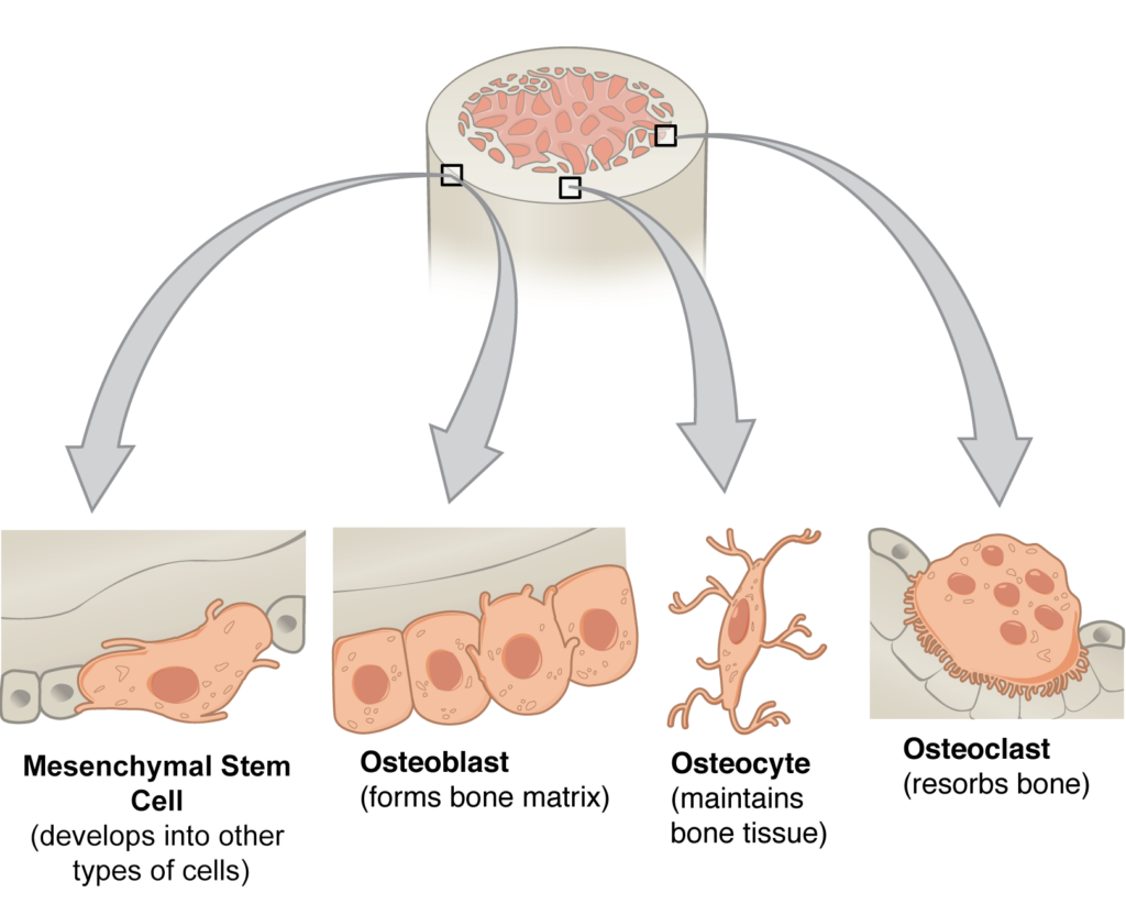 Types Of Bone Cells Roles In Bone Tissue Worksheet