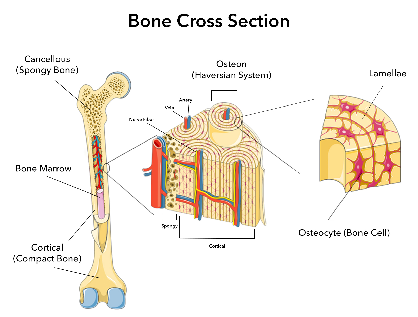 Cross section of a femur bone with close-ups of cancellous bone and cortical bone structures