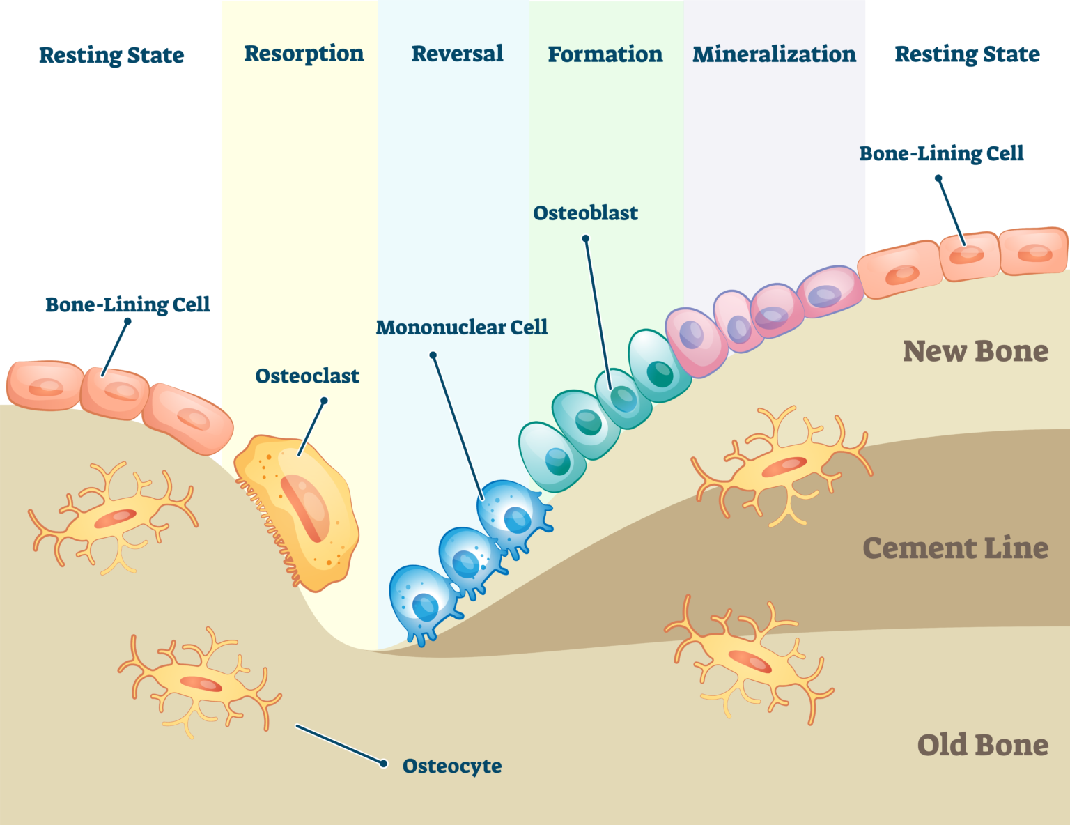 Bone Remodeling Process: Bone Resorption | Biogennix