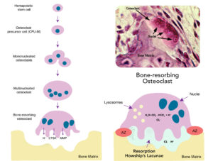 Bone resorption is an essential function of the osteoclast. 