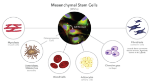 Differentiation potential of mesenchymal stem cells (MSCs).